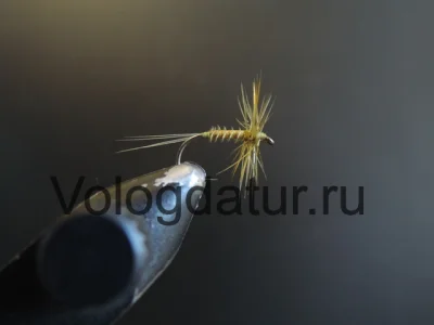 Mosquito Olive